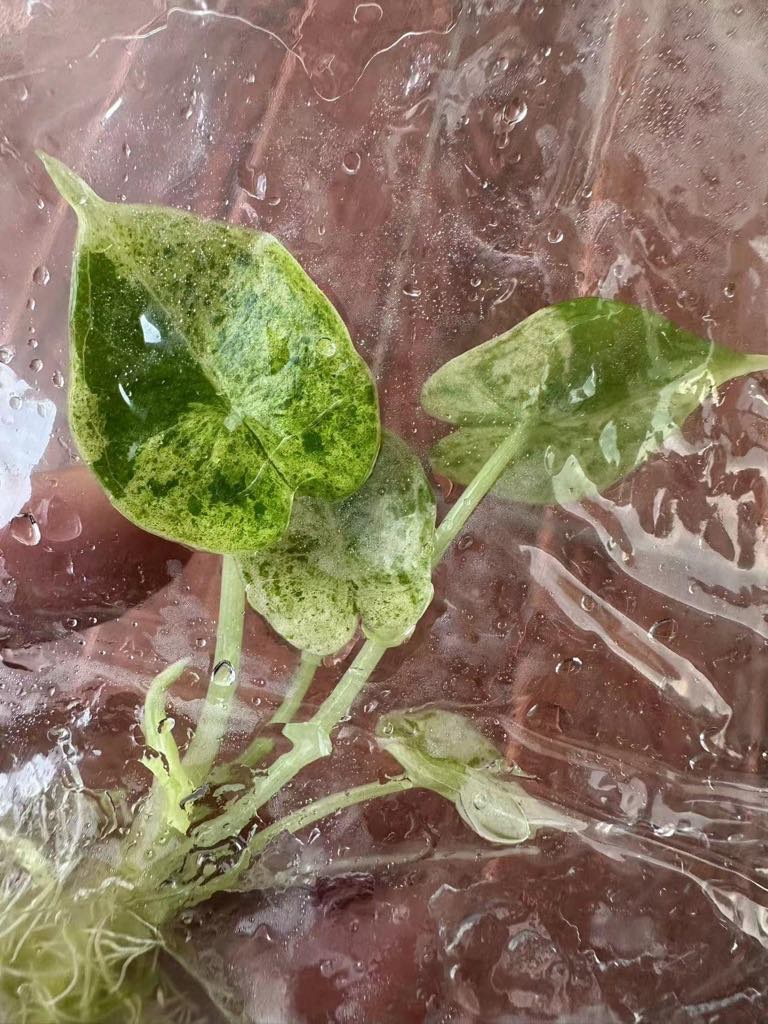 Tissue Culture Plant