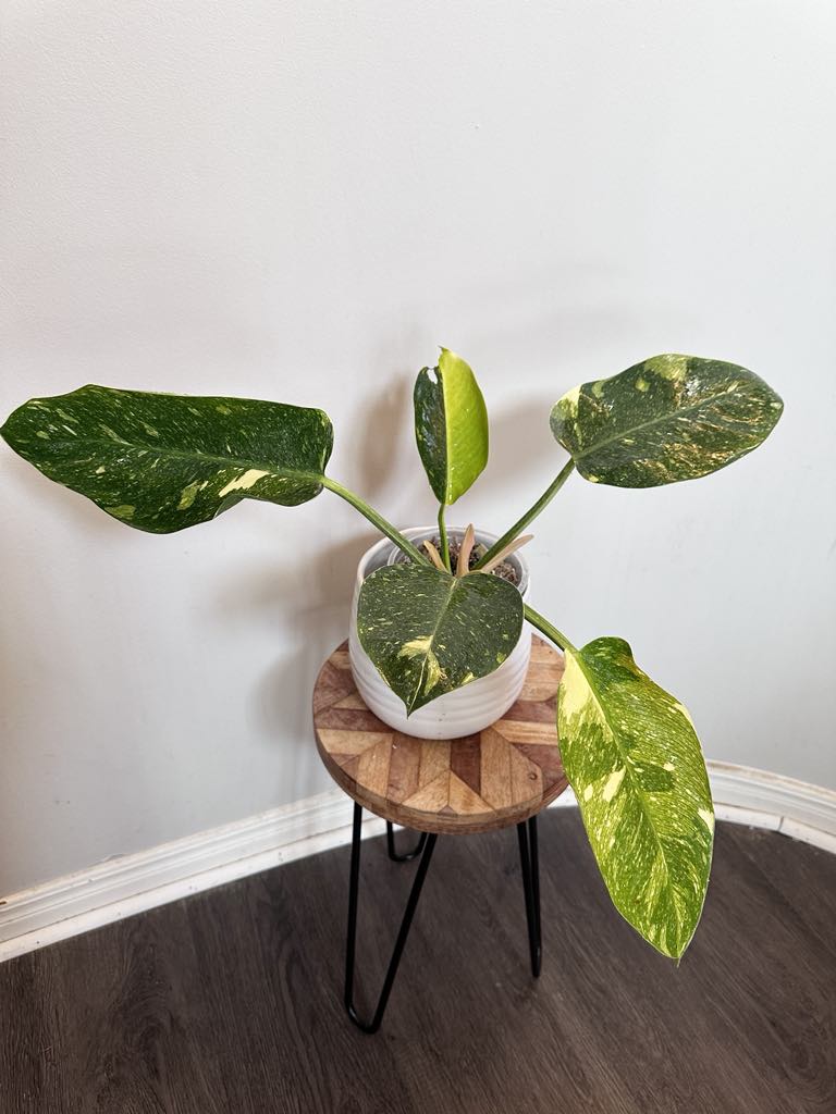 Philodendron