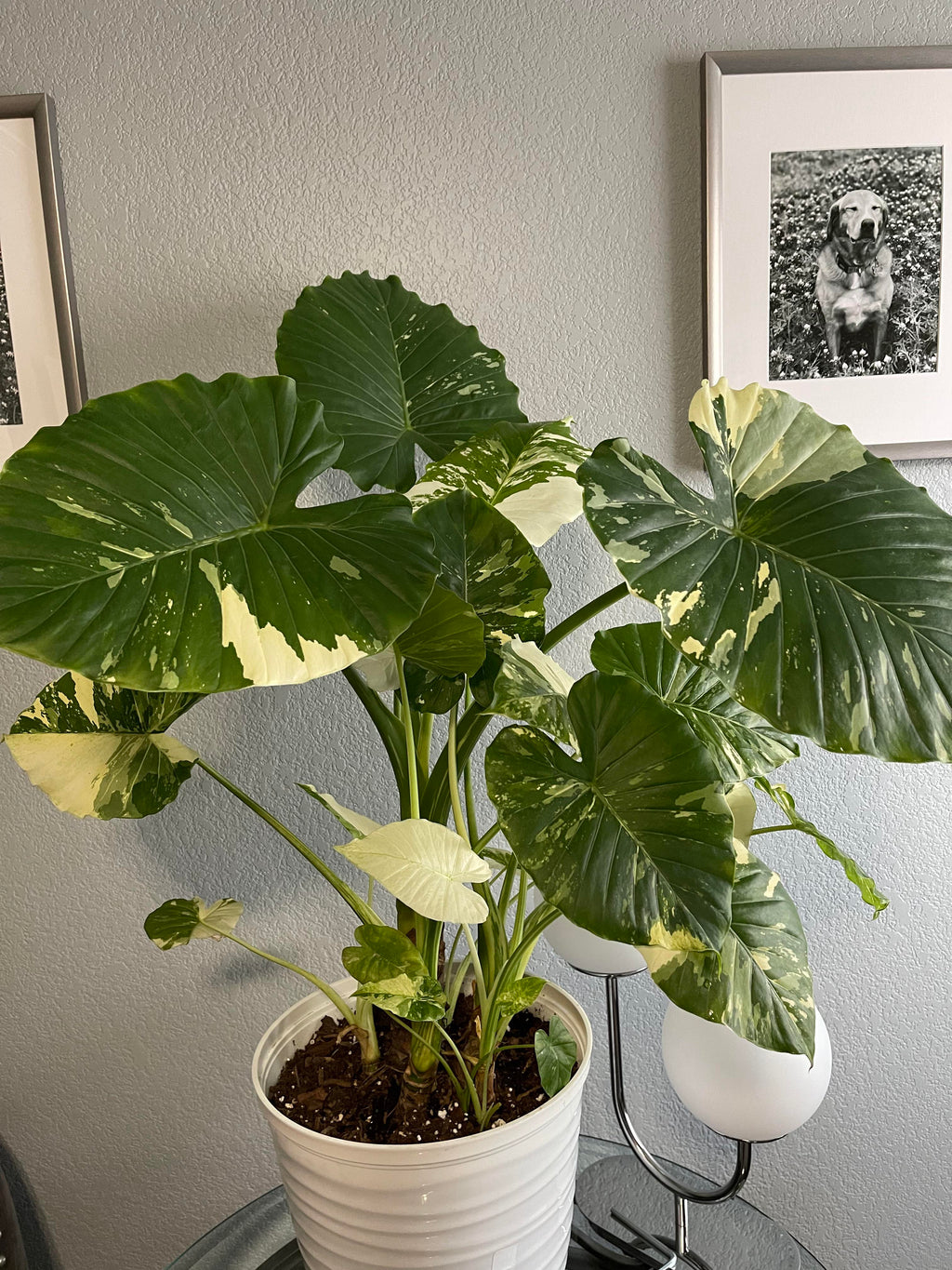 Alocasia Rare Tropical Plants Canada