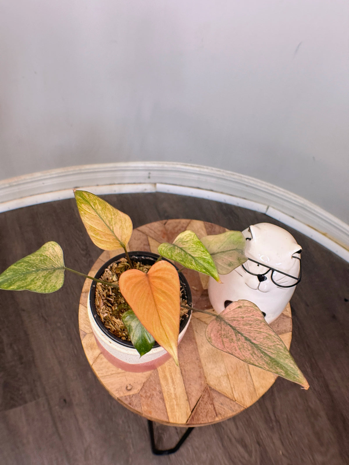 Homalomena Pink Diamond