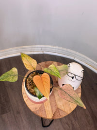 Homalomena Pink Diamond