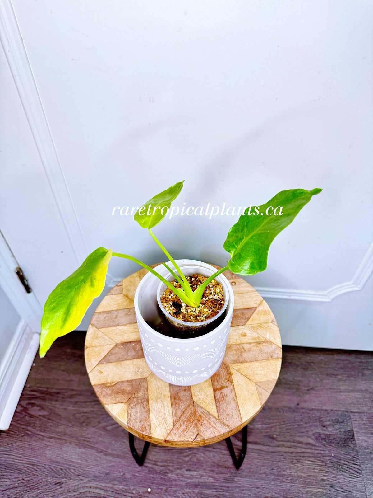 Monstera Form NOID Variegated