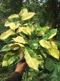 Arabica Coffee Tree Variegated