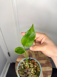 Monstera Deliciosa NOID