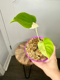 Monstera Deliciosa White Tear (Non TC)