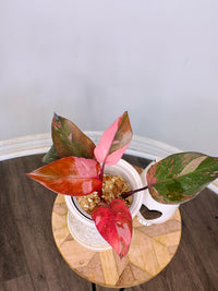 Philodendron Fire Princess