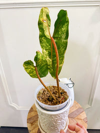 Philodendron Billietiae Variegated