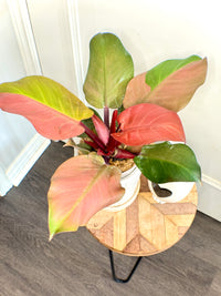 Philodendron Red Cherry Variegated