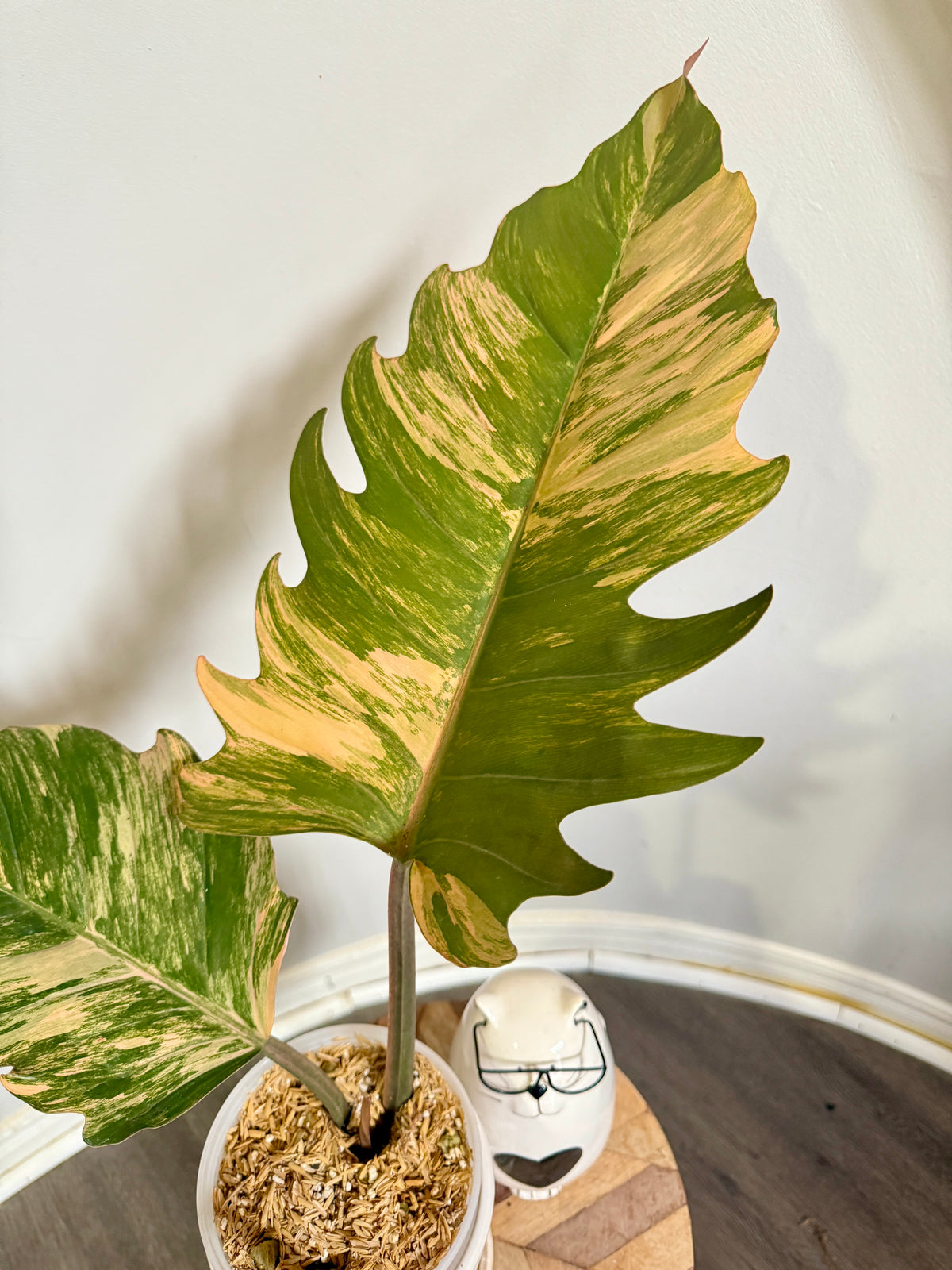Philodendron Caramel Marble