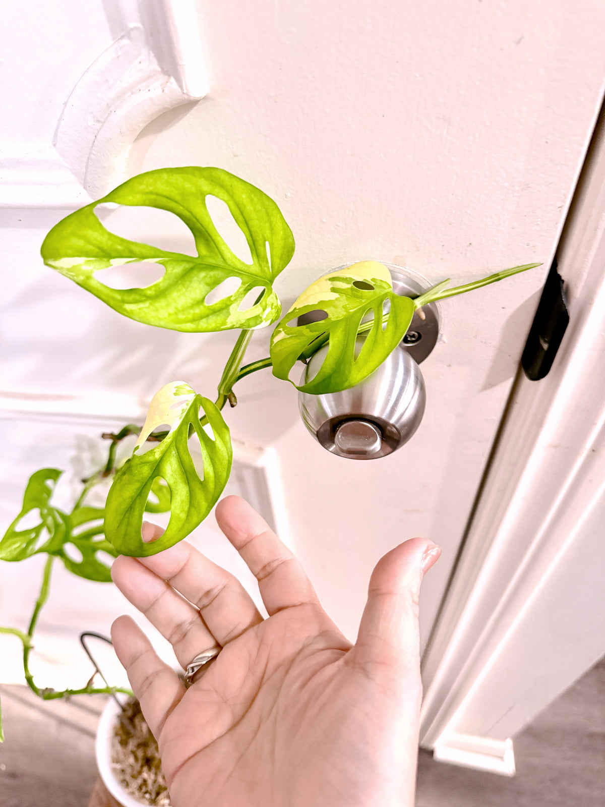 Monstera Adansonii Albo