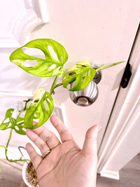 Monstera Adansonii Albo