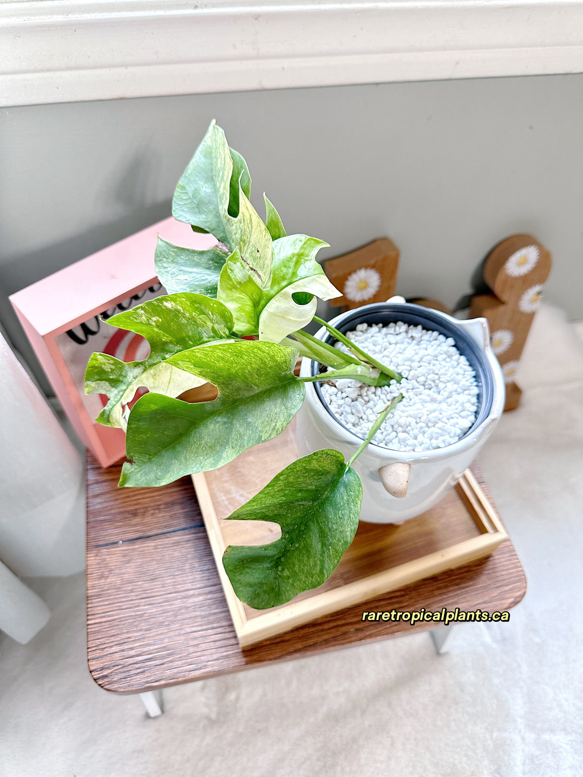 Rhaphidophora Tetrasperma Mint