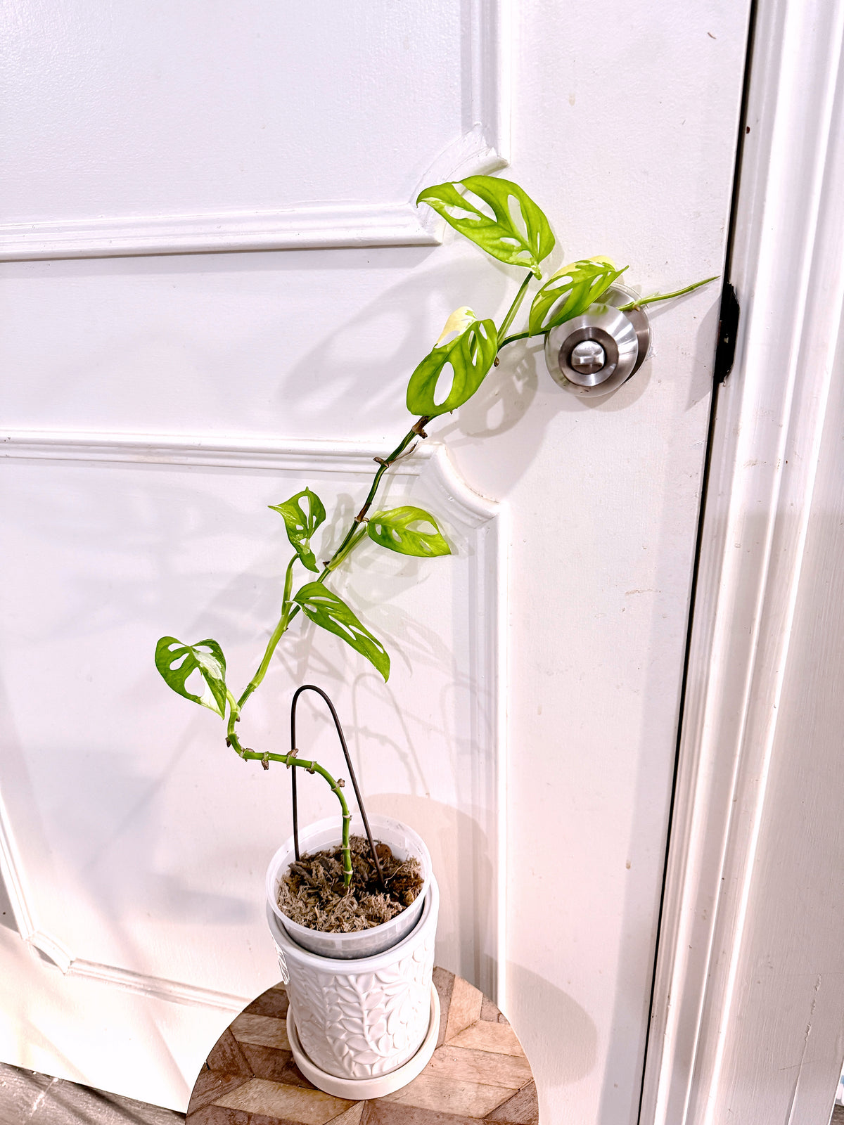 Monstera Adansonii Albo