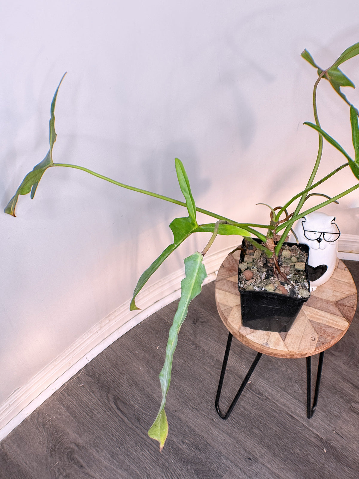 Philodendron Longilobatum Miyano Lelano