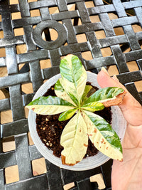 Arabica Coffee Tree Variegated