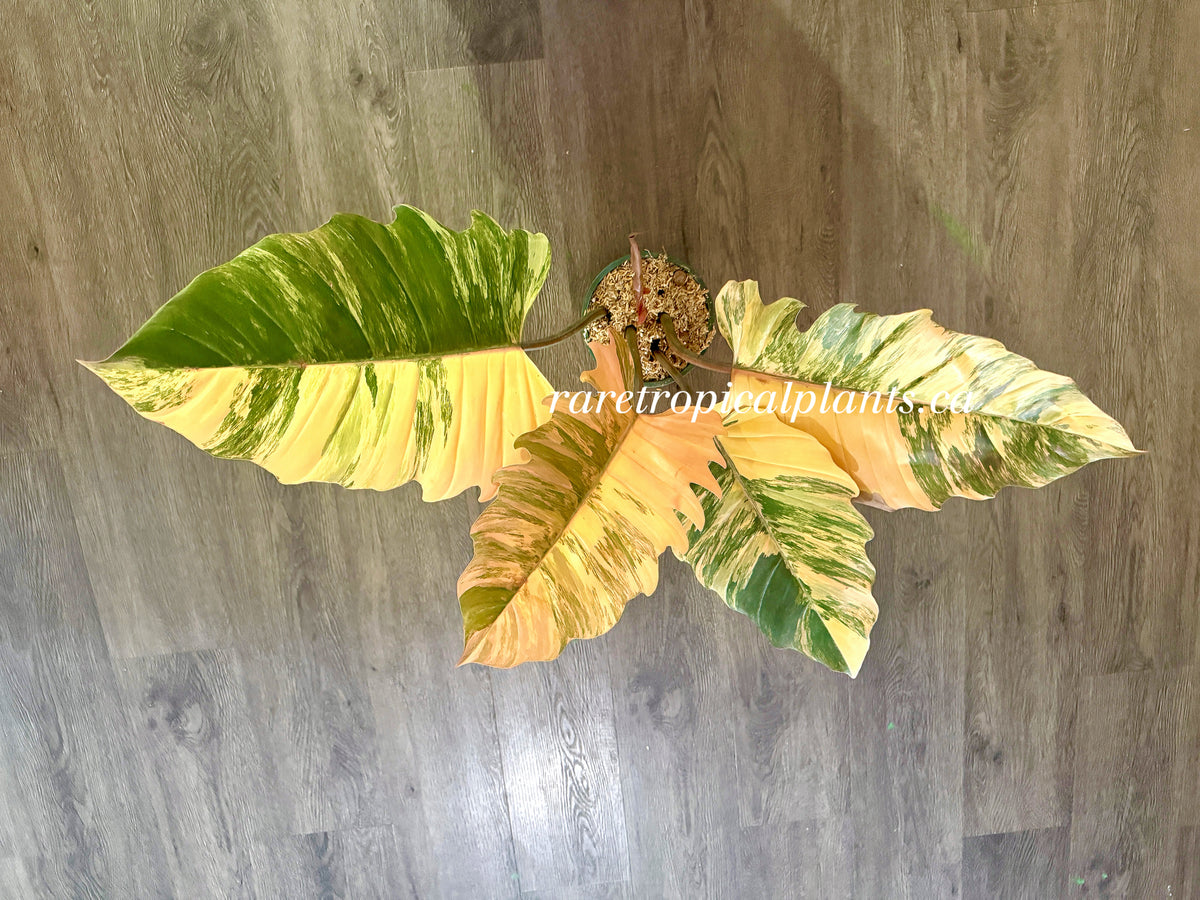 Philodendron Caramel Marble