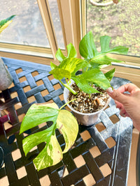 Rhaphidophora Tetrasperma Aurea