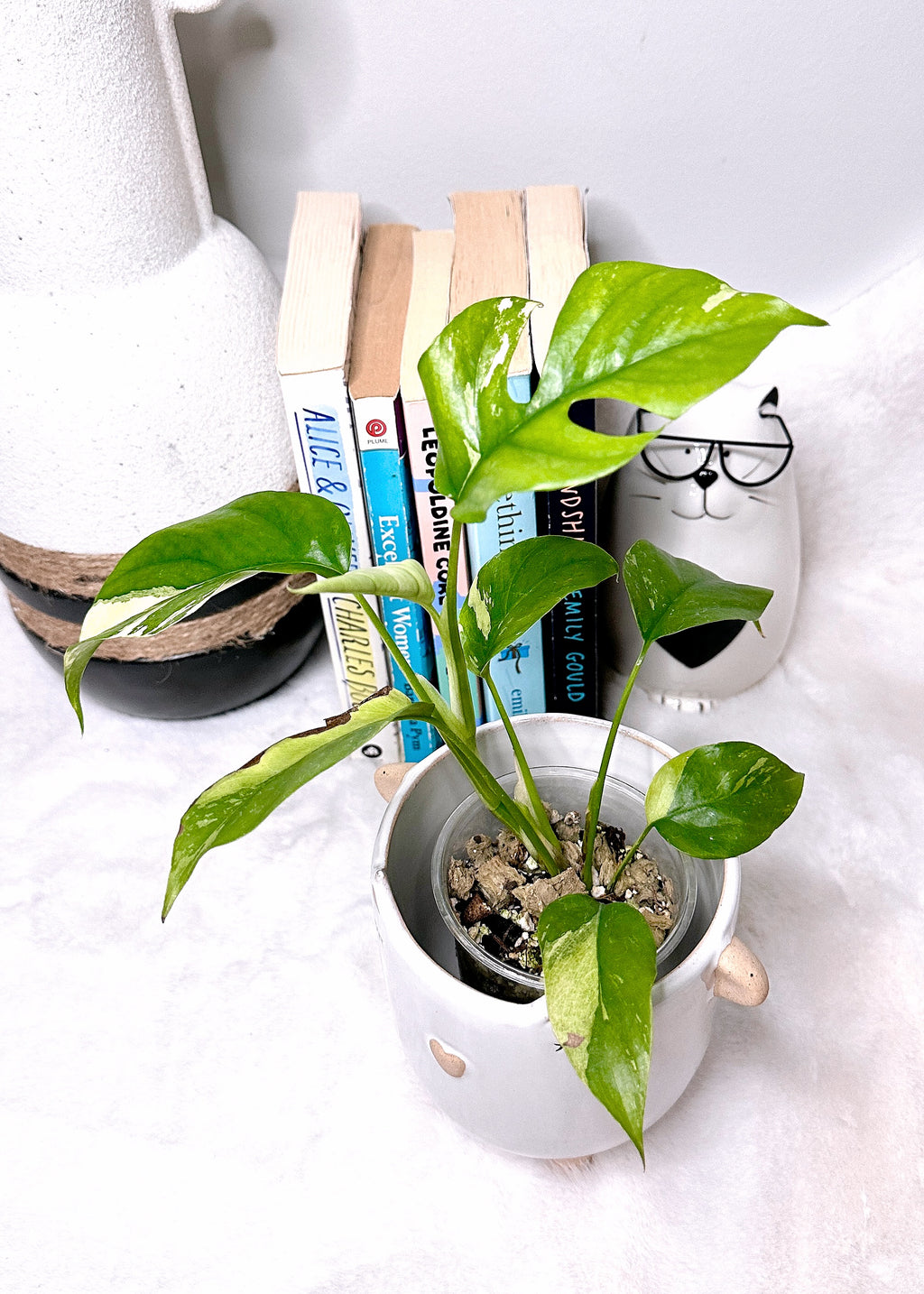 Rhaphidophora Tetrasperma Variegated Rare Tropical Plants Canada