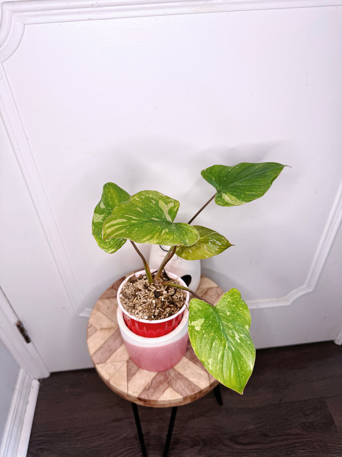 Homalomena Stardust 2