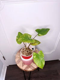 Homalomena Stardust 2