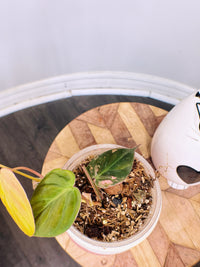 Philodendron Micans Pink