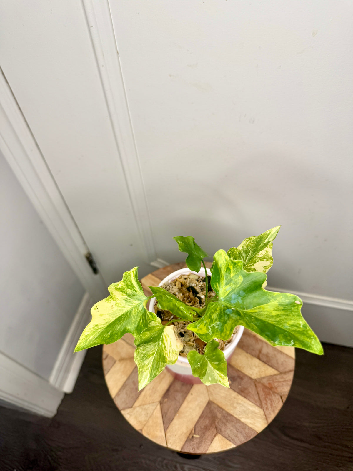 Philodendron Selloum Aurea