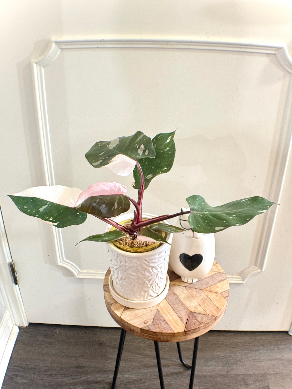 Philodendron Red Anderson Variegated