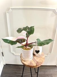 Philodendron Red Anderson Variegated