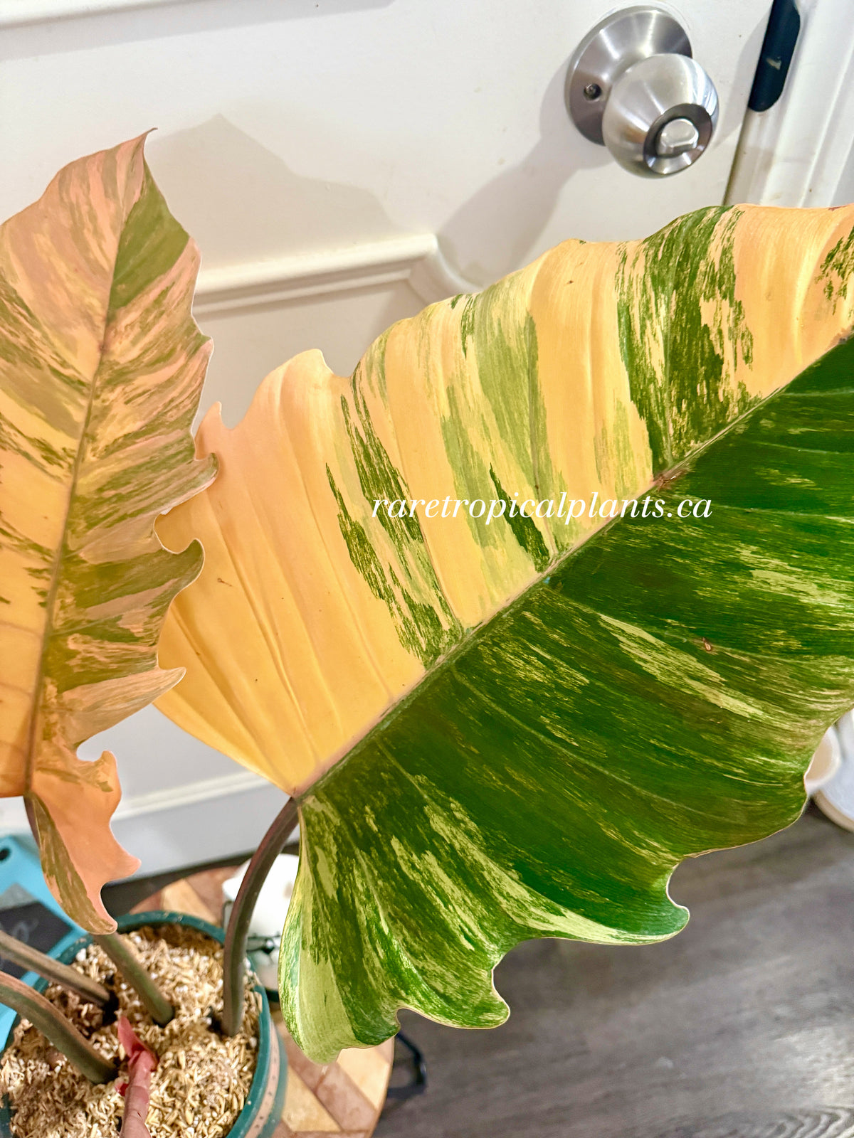 Philodendron Caramel Marble