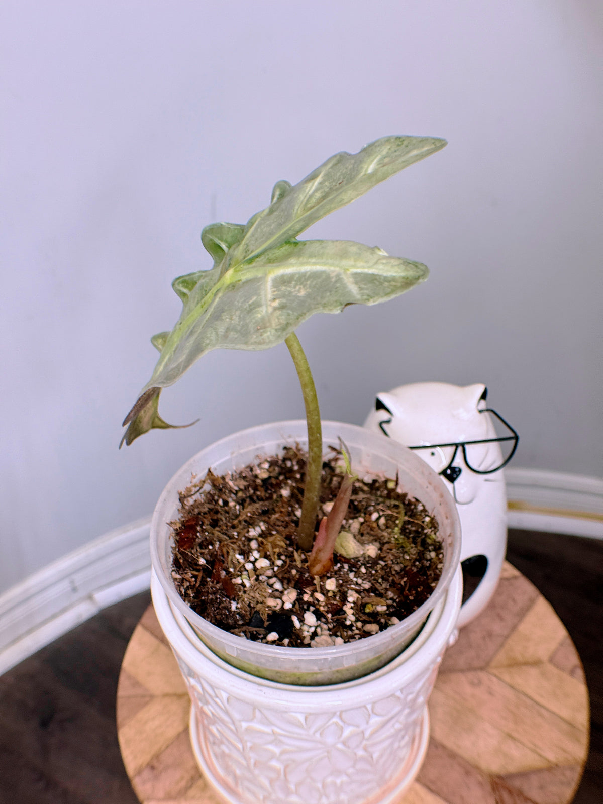 Alocasia Amazonica Pink Mint