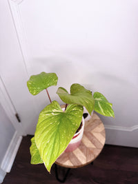 Homalomena Stardust 1