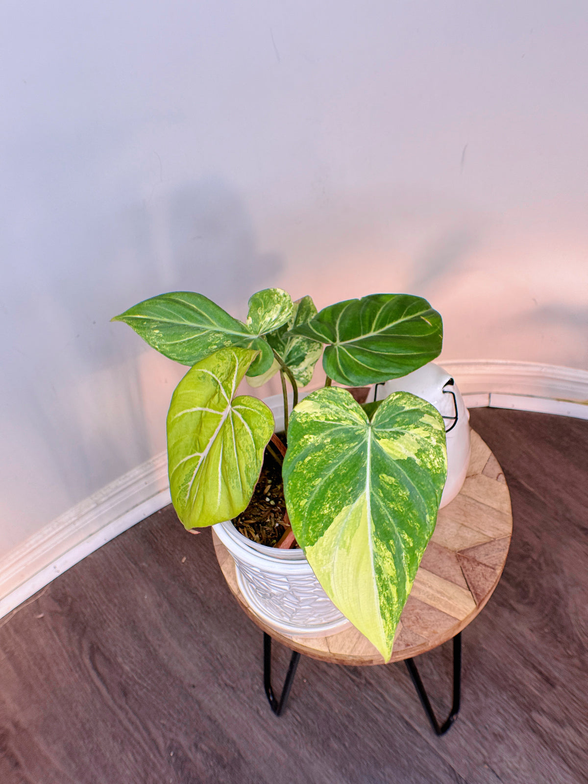 Philodendron Gloriosum Aurea