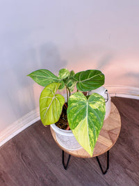 Philodendron Gloriosum Aurea