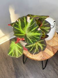 Begonia Soli Mutata Variegated