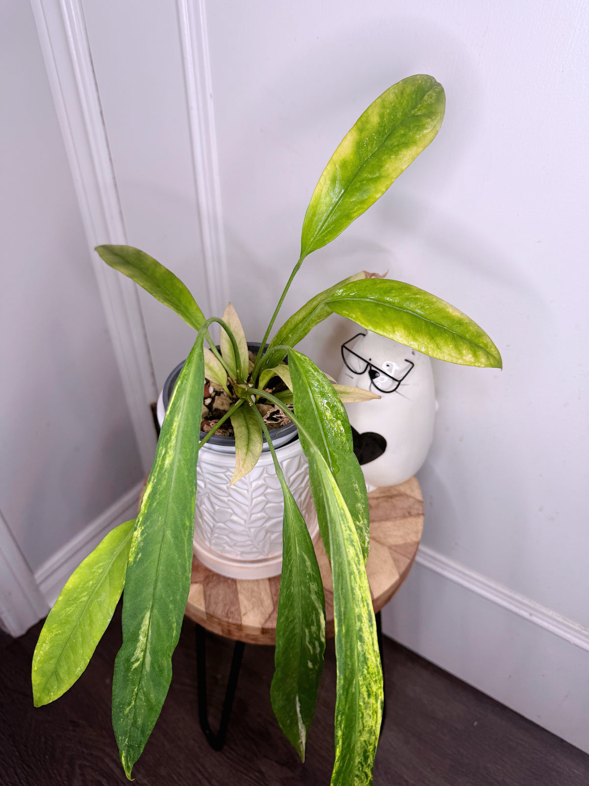 Anthurium Vittarifolium Variegated