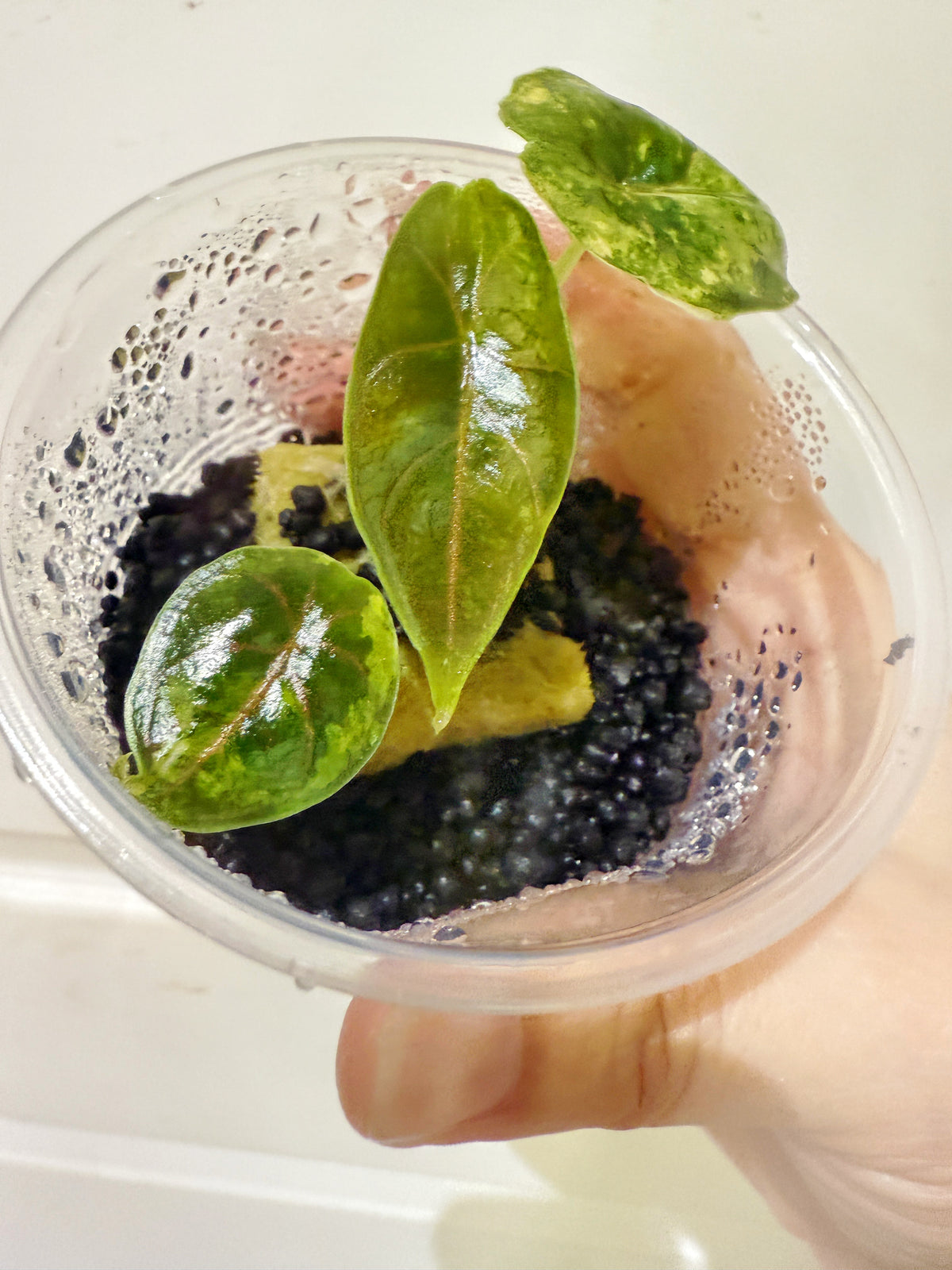 Alocasia Azlanii Aurea