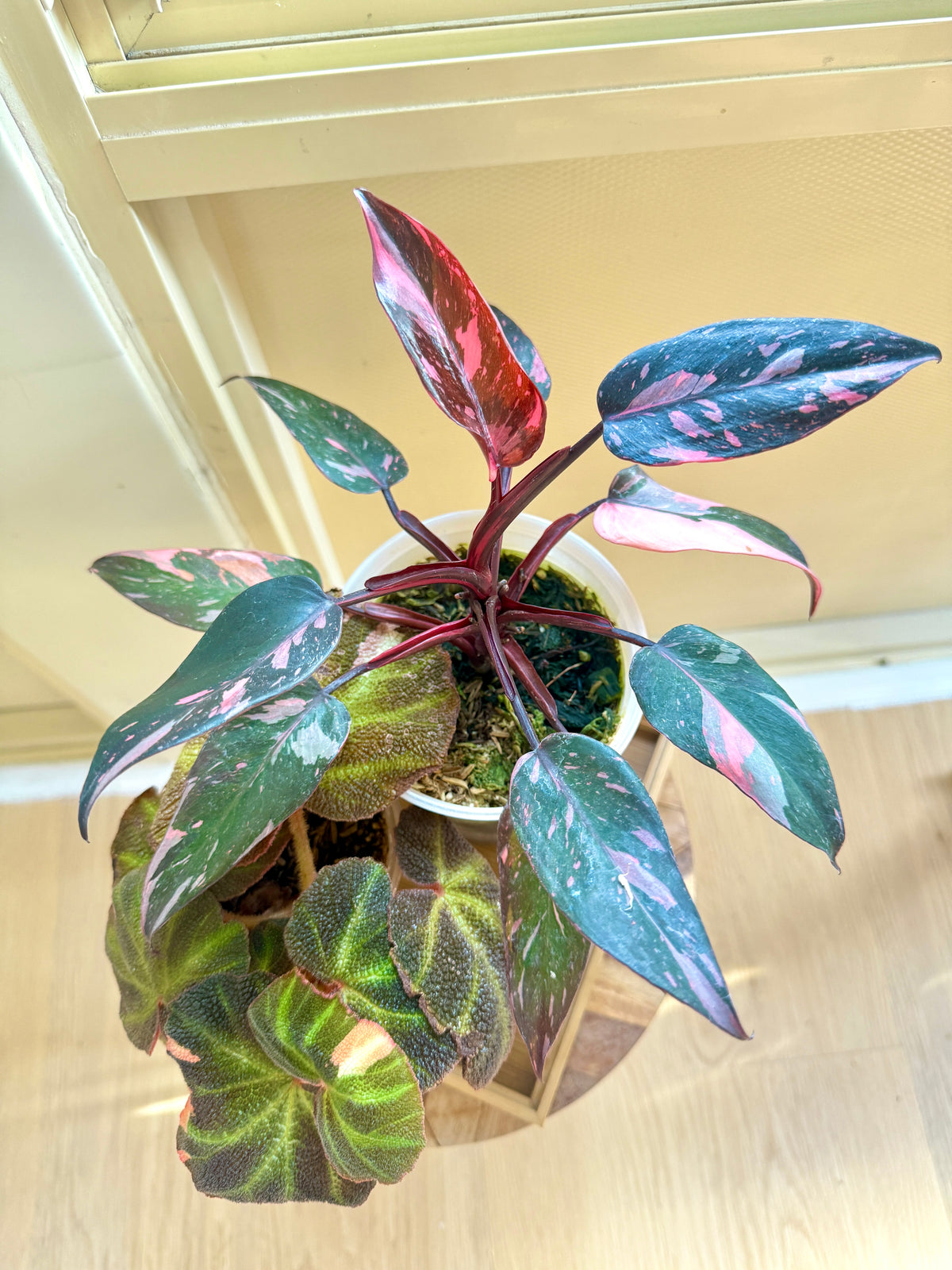 Pink princess galaxy & Begonia Soli Mutata Combo