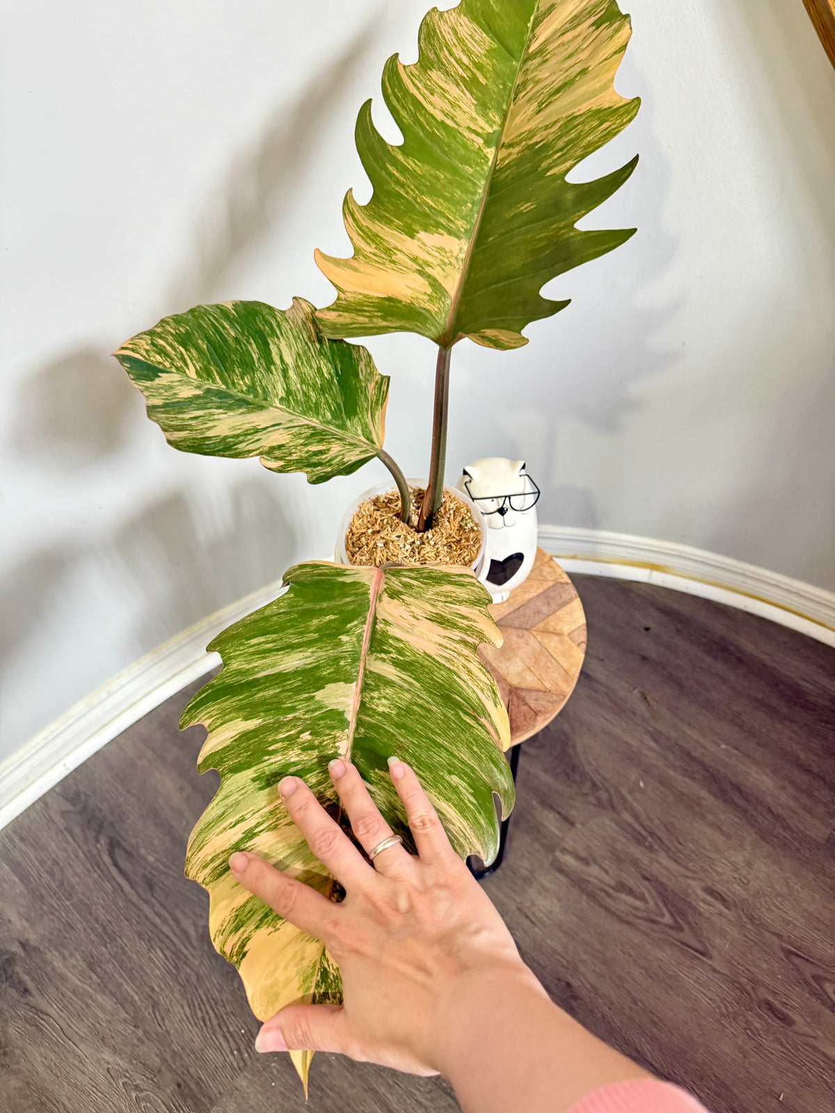 Philodendron Caramel Marble
