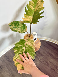 Philodendron Caramel Marble