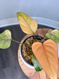 Homalomena Pink Diamond