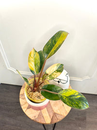 Philodendron Red Congo Variegated
