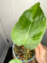 Monstera Deliciosa NOID