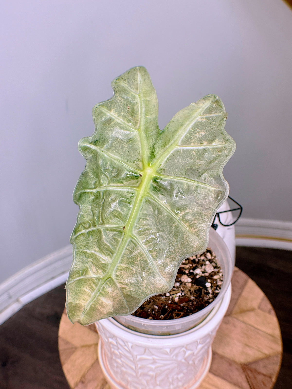 Alocasia Amazonica Pink Mint
