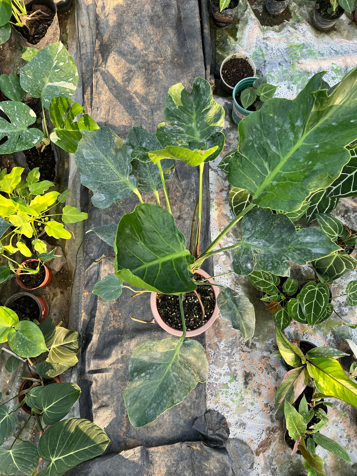 Monstera Deliciosa NOID