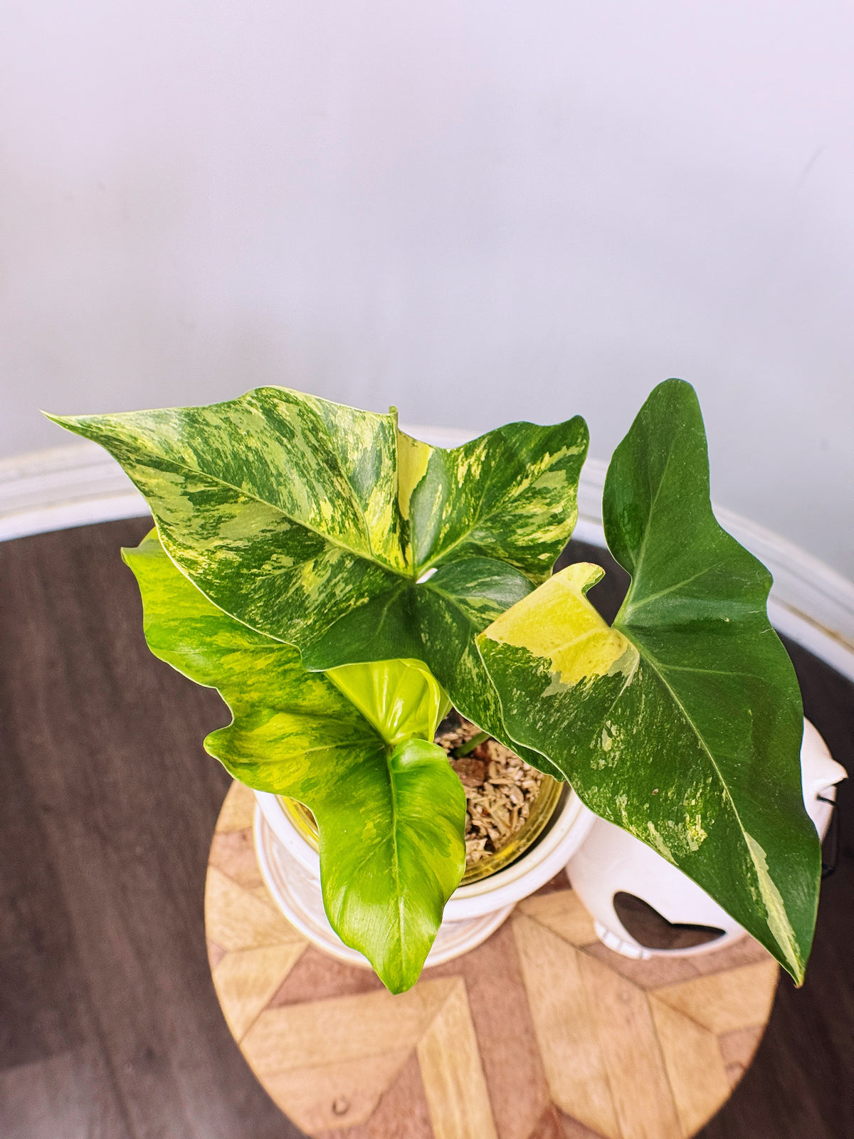 Philodendron Angela Variegated
