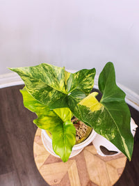 Philodendron Angela Variegated