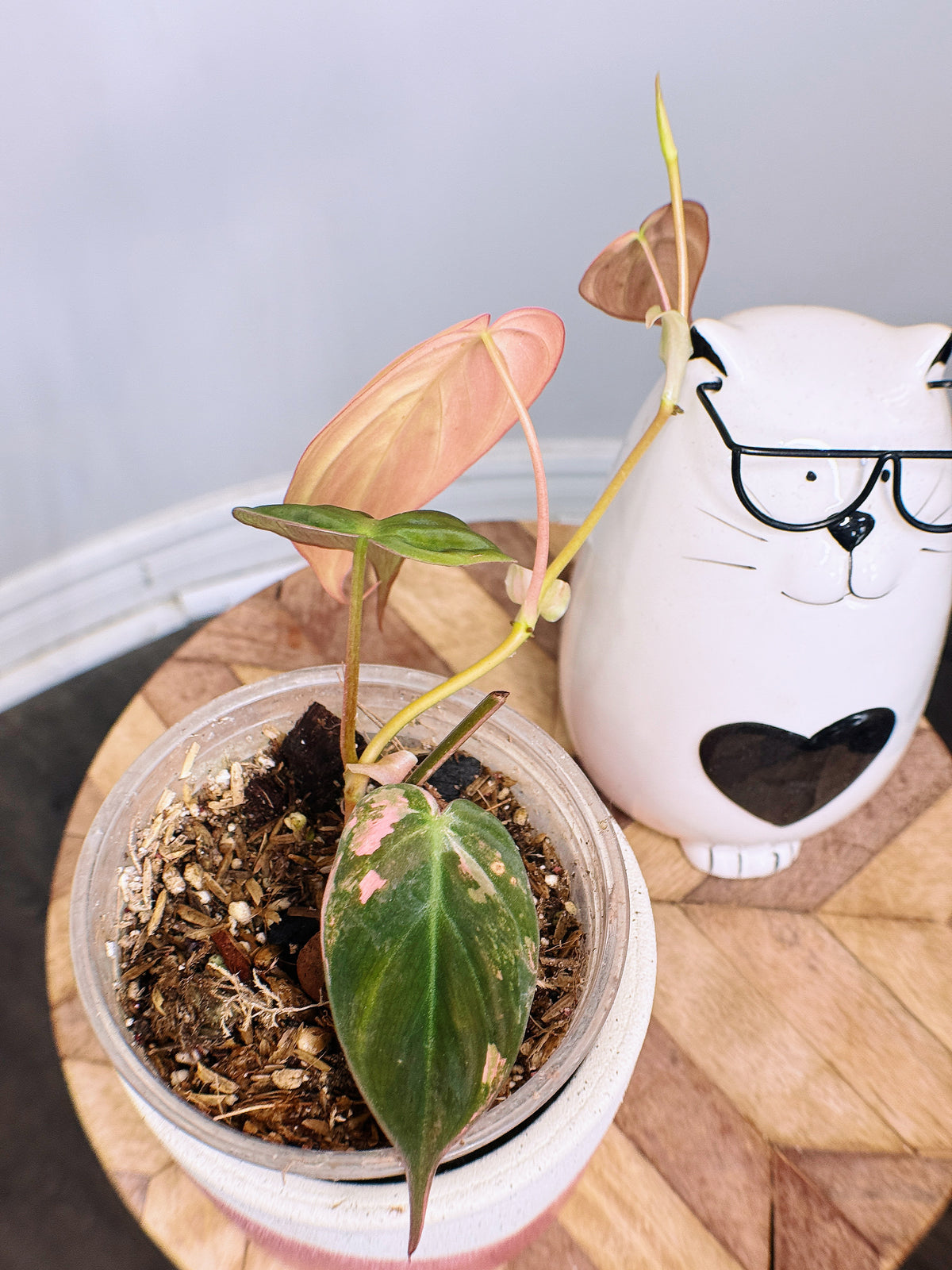 Philodendron Micans Pink