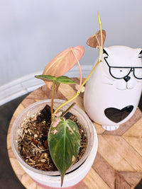 Philodendron Micans Pink