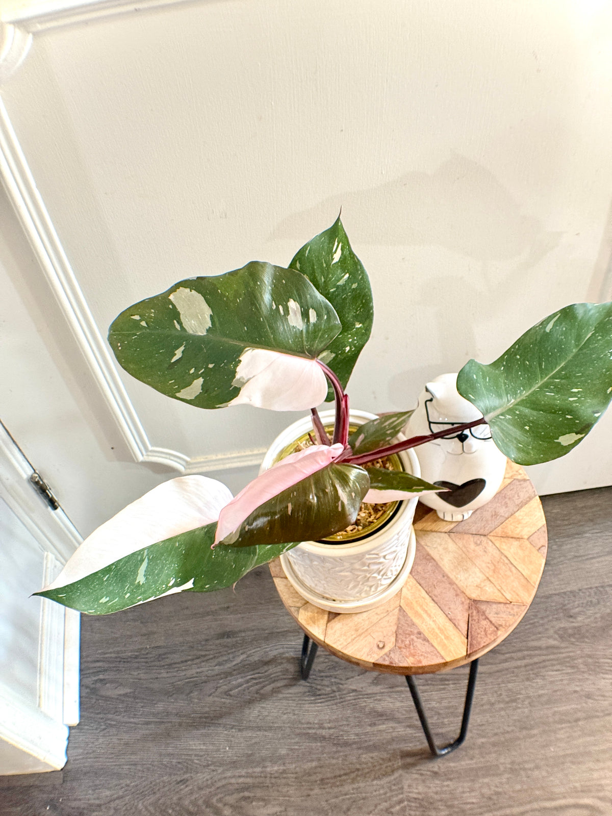 Philodendron Red Anderson Variegated