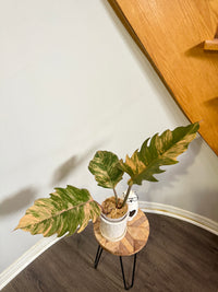 Philodendron Caramel Marble